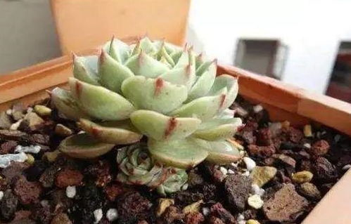 多肉白菊冬天如何浇水？避免水多烂根