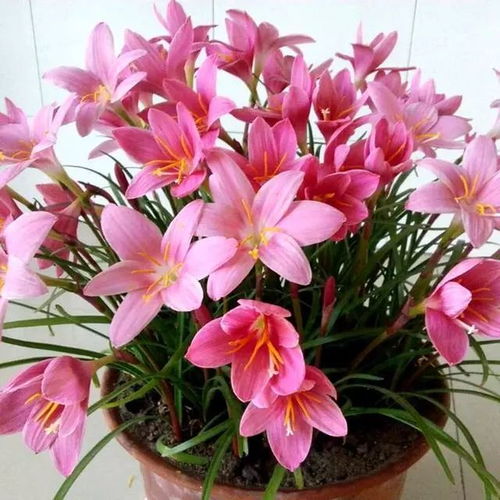 东北九十月份开花植物大盘点