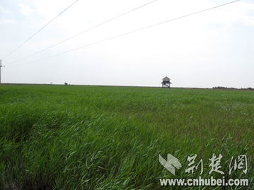 芦苇与白茅：外观特征对比，养殖效益分析