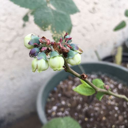 多菌灵，是个啥？