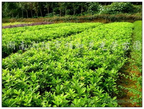 毛鹃的种植与管理：浇水施肥，修剪除草