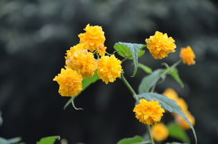 棣棠花， 春日的微笑