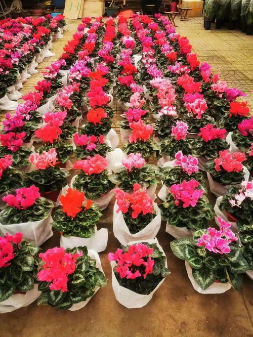 经营盆栽花卉店：还需注重营销策略和服务质量