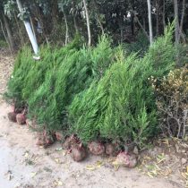 季节大揭秘：哪个时候移栽蕞好