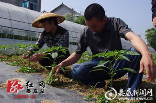 本地蔬菜抢先上市， 备受市民青睐