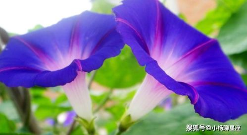如何选购和养护牵牛花，使其爆盆成为家中亮点