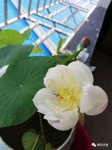 “如何让盆栽莲花多开花？”