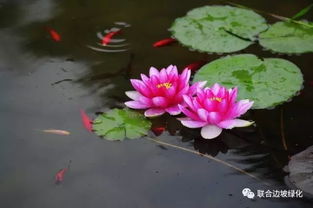 金睡莲养护小贴士：别让叶子黄黄滴！