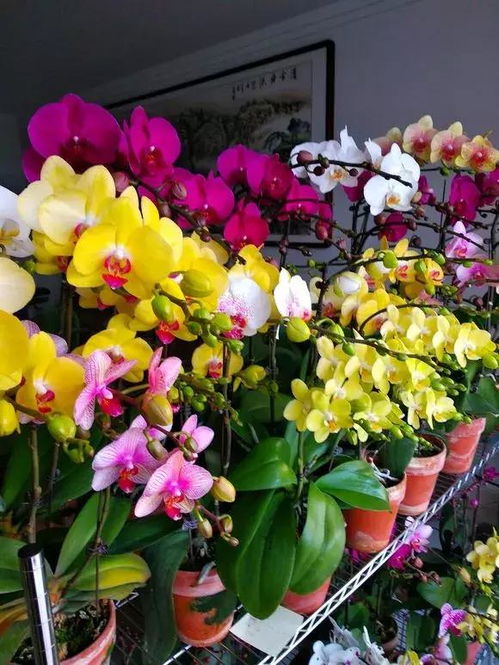 花卉租摆：商务场所的点缀