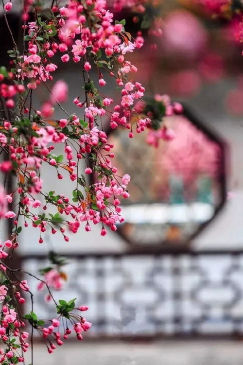 独家发现：风铃花在高温下绽放奇迹