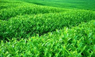 先说说 我们来聊聊草坪种植土的组成