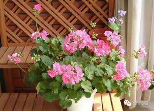 夏日花朵，点亮你的生活