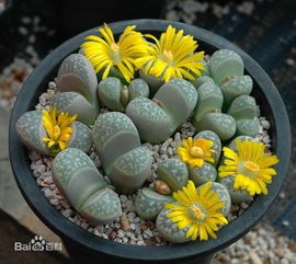 生石花，为何傍晚绽放之谜