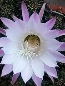 仙人球开花是吉祥兆头？这背后有何玄机