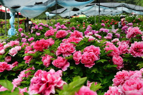 观赏价值：牡丹的美丽与艺术结合