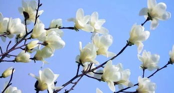 玉树花枝条脱落的原因分析