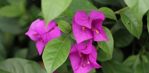 白胖子里的秘密