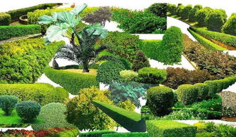 树木类：那些高高的绿巨人