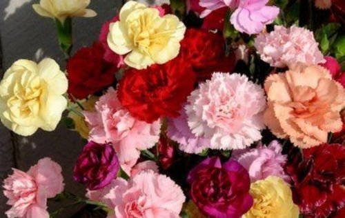 红花蕊木花艳丽夺目，花瓣层层叠叠
