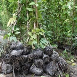 油麻藤种子价格多如牛毛，如何辨别真伪，省下50元/斤这个？