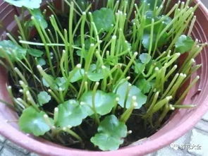 铜钱草开花了这花能吃吗
