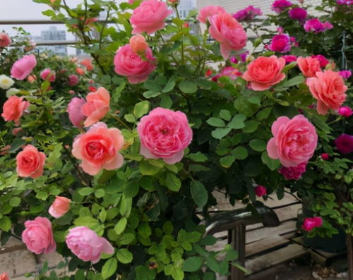 夏天月季压枝促芽也嫩行