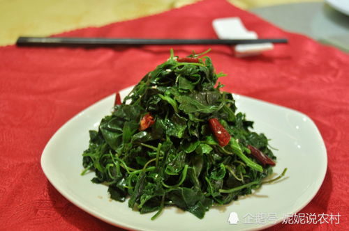 腊肉炒灰灰菜：美味升级