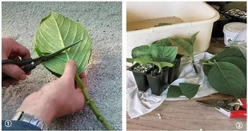 树叶摘下水分流失