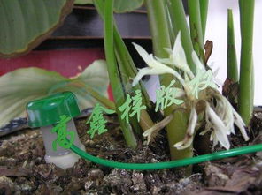 水果皮泡水浇花，你了解多少？