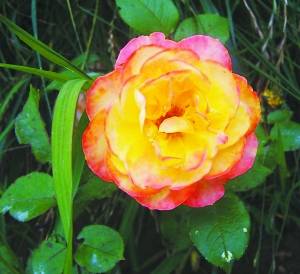 哈雷彗星月季：美得让人心动，但也有小瑕疵