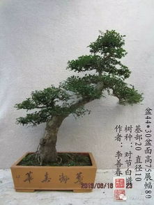 对节白蜡树的入门修剪方法， 记得收藏哦，本视频由爱盆景的威威提供，8025次播放，好堪视频是由百度团队打造的集内涵和颜值于一身的专业短视频聚合...