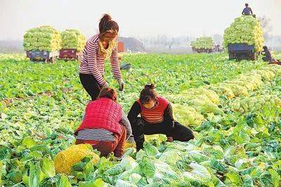 热门种植品种：绿色有机蔬菜和高端水果