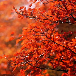 火炬树：红色的火炬， 秋天的象征