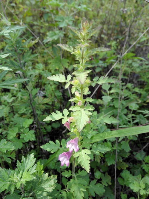 梗多紫色花朵的秘密