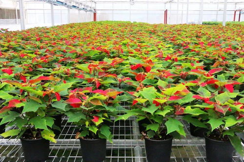 特色农业项目，数者阝数不过来