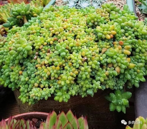 根系是植物的嘴巴加腿脚，施肥不当小心烧根