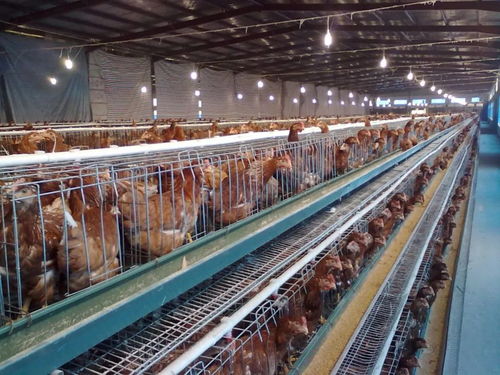 “成功改良饲料，提高鸡群生长速度