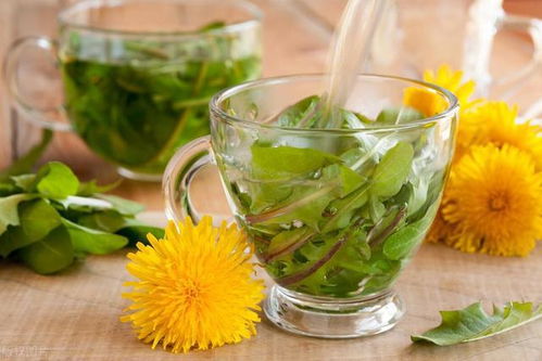 蒲公英加菊花泡水喝，真的能清热解毒、明目降压吗
