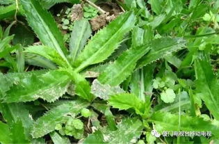 十香菜养护技巧：轻松打造绿意盎然的花卉天地