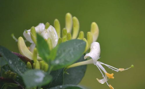 10. 爬藤花卉的耐寒品种