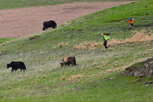 种草， 这些技巧要掌握