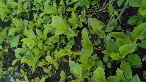 大自然的秘密与科技的结合