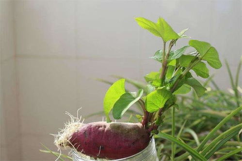 品种差异，决定了藤蔓的长短