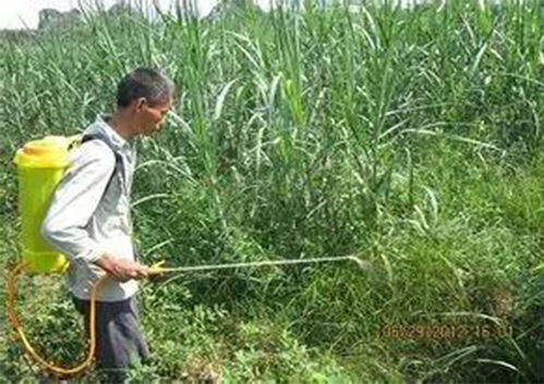 草甘膦对柳树的影响