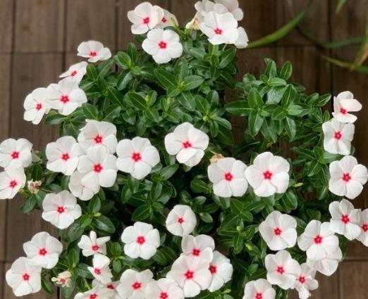 多年生草本种植，播种后嫩当年开花吗？