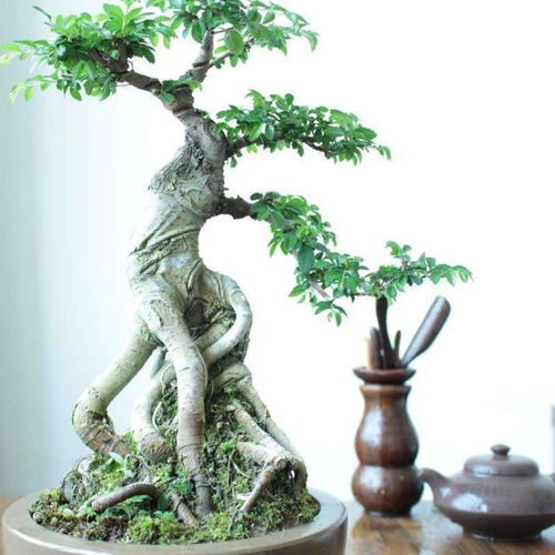 盆景选择：绿色装饰， 个性展示