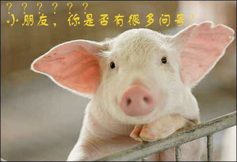 养猪新手选什么品种既省时又省心？4大速生猪种饲养指南成本对比表推荐？