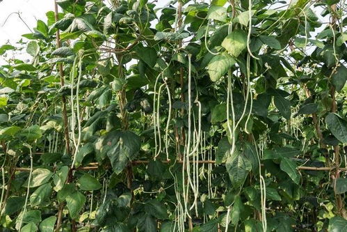 种植豇豆，农药肥料选什么？