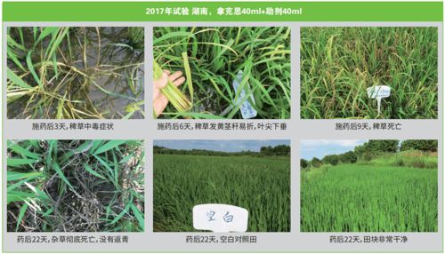 克草星乳油：对阔叶药材hen平安