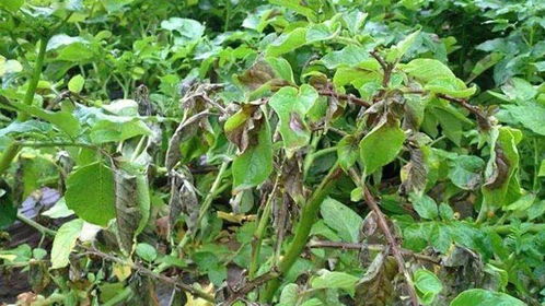 精甲霜灵防治卵菌病害时如何避免三招用药误区？